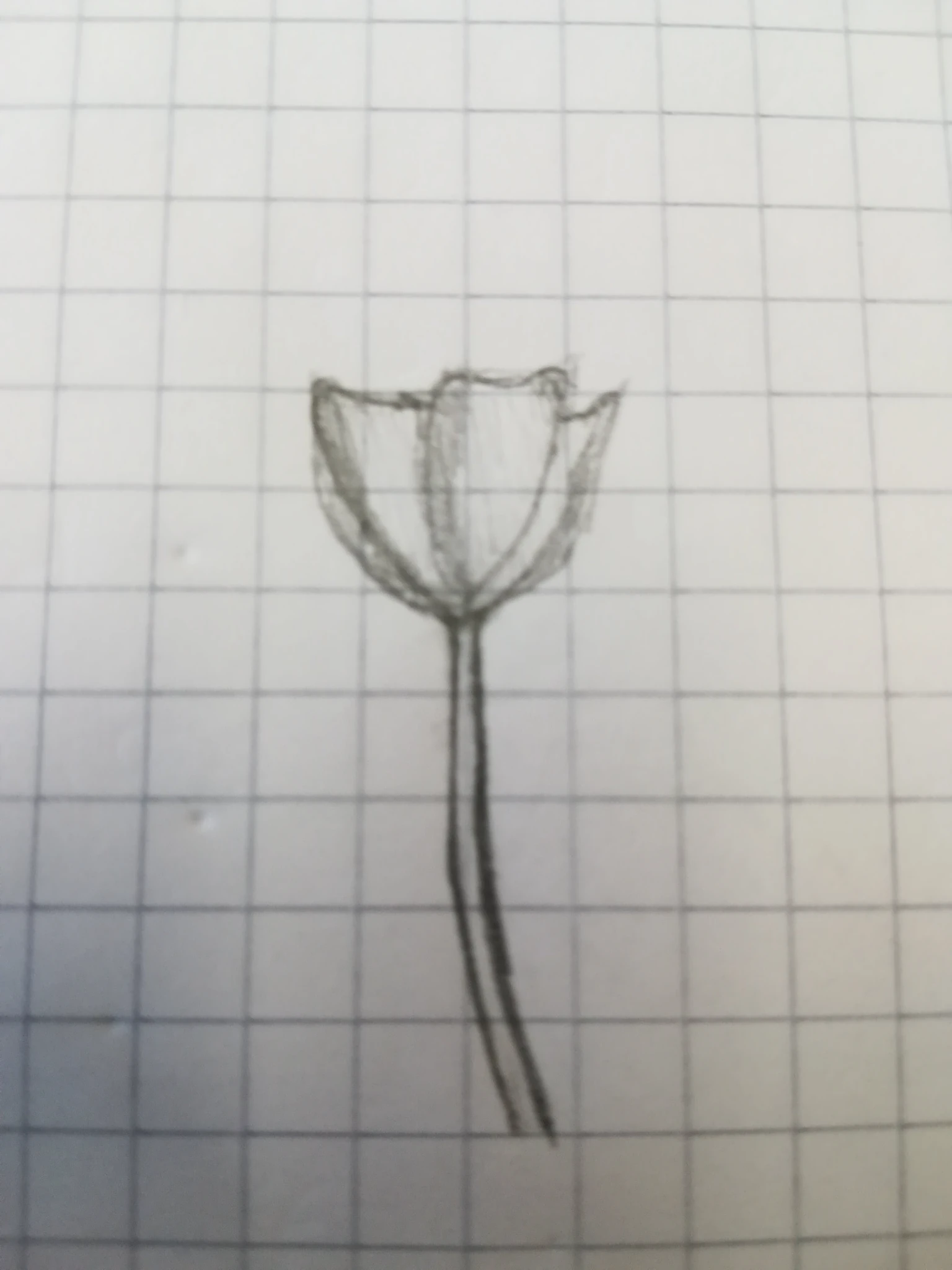 The original pencil sketch: a lone flower with a narrow stem, drawn on squared notebook paper.